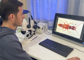 Sivas'taki Yıldız Dağları'nda yeni bir böcek türü keşfedildi