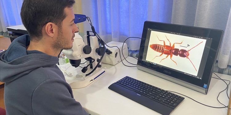 Sivas'taki Yıldız Dağları'nda yeni bir böcek türü keşfedildi