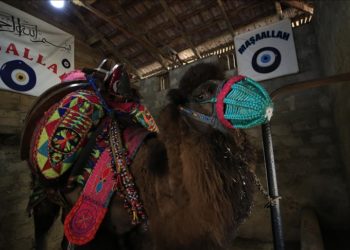 Güreş sahalarının yenilmez devesi “Arslanbey”e özel bakım ve beslenme programı