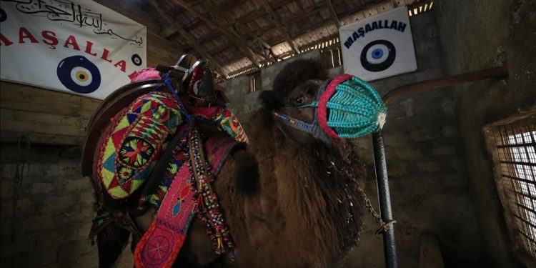 Güreş sahalarının yenilmez devesi “Arslanbey”e özel bakım ve beslenme programı