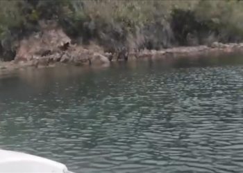 Yalova'da sahile inen iki ayı yavrusu tekneden görüntülendi