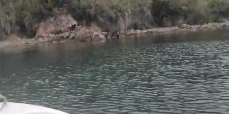 Yalova'da sahile inen iki ayı yavrusu tekneden görüntülendi