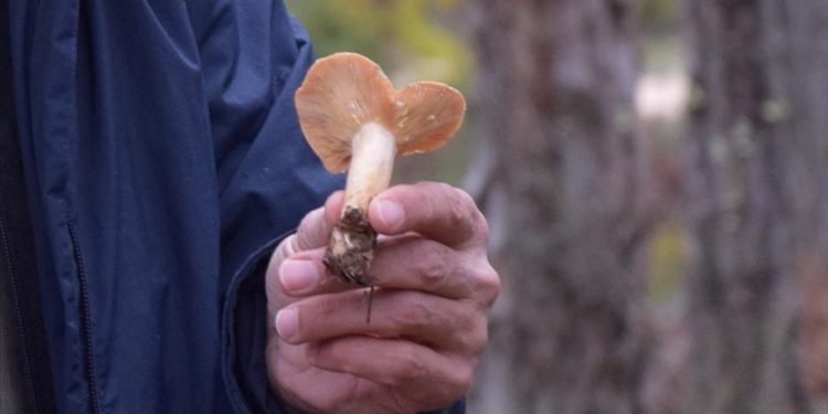 Kanlıca mantarı, zehirli olan benzerinden “sarı süt”le ayırt ediliyor