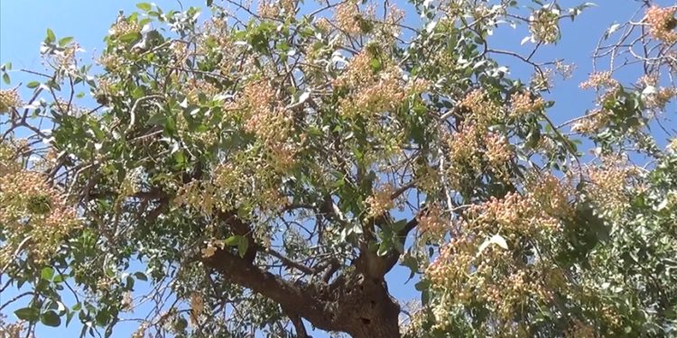 Siirtli kardeşler yabani ağaçlardan toplanan bıttımla yılda 30 ton sabun üretiyor