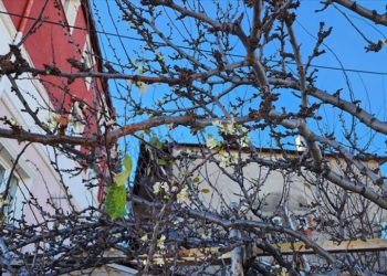 Amasya'da kayısı ağacı aralık ayında çiçek açtı