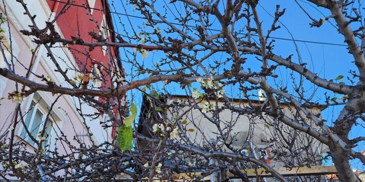 Amasya'da kayısı ağacı aralık ayında çiçek açtı