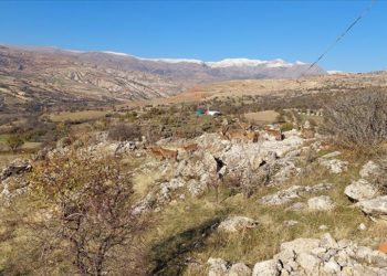 Tunceli'de koruma altındaki yaban keçileri yerleşim yerine indi
