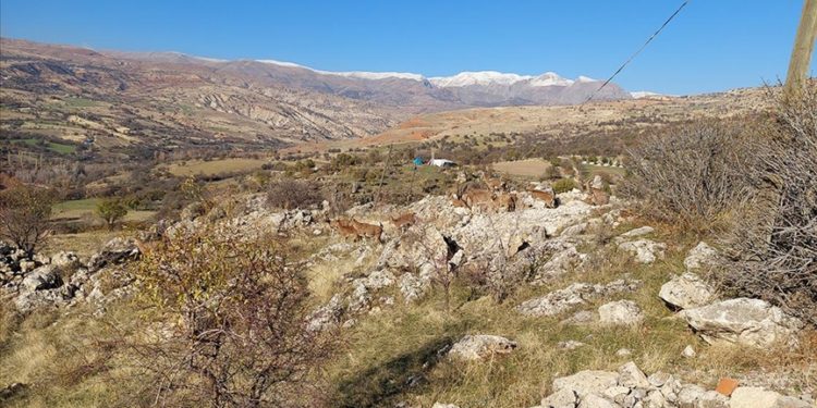 Tunceli'de koruma altındaki yaban keçileri yerleşim yerine indi