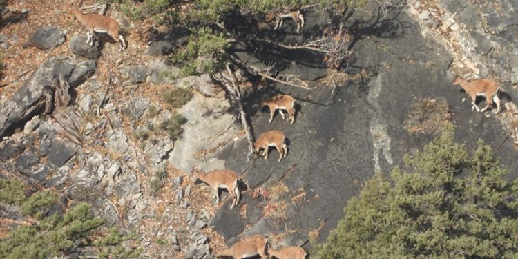 Aladağlar'daki yaban keçisi sayısı 2 bin 604'e ulaştı