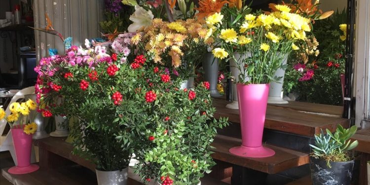 Yılbaşının simgelerinden kokina çiçeği tezgahları süslüyor