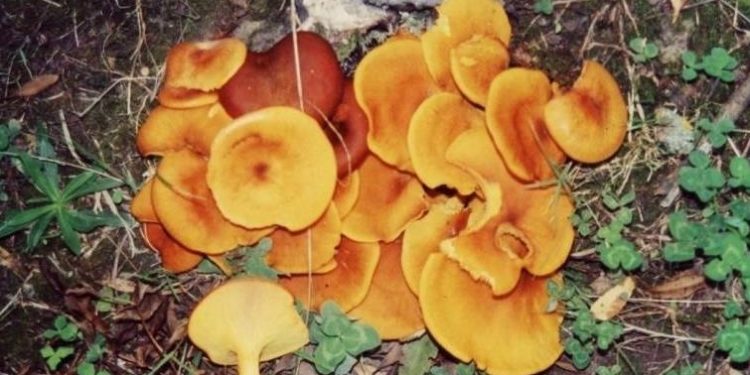 Mantar zehirlenmesi organ yetmezliğine yol açabiliyor