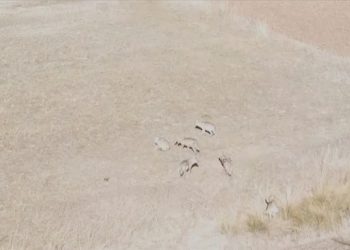 Bayburt'ta yiyecek arayan kurt sürüsü dron ile görüntülendi