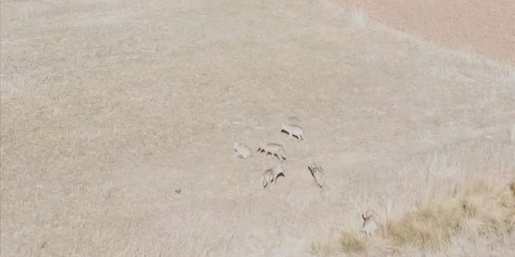 Bayburt'ta yiyecek arayan kurt sürüsü dron ile görüntülendi