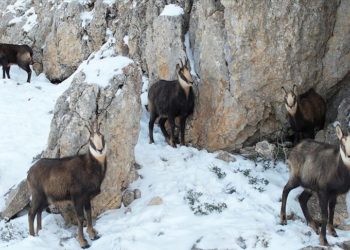 Erzincan'da karlı arazide yiyecek arayan çengel boynuzlu dağ keçileri görüntülendi