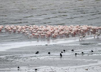 Van Gölü Havzası'ndaki bazı kuş türleri henüz göç etmedi