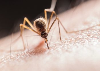 Araştırma: Buruli ülserine neden olan et yiyen bakterileri, sivrisinekler insanlara bulaştırıyor