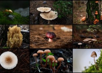 Doğada yetişen mantarlar konusunda doğru bilinen yanlışlar