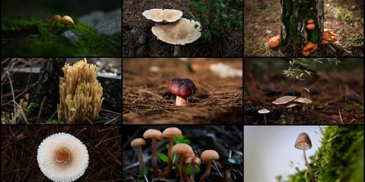 Doğada yetişen mantarlar konusunda doğru bilinen yanlışlar