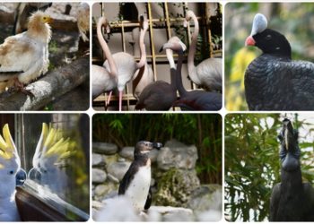 Kocaeli’deki hayvanat bahçesinde kuşların nesli özel programla korunuyor