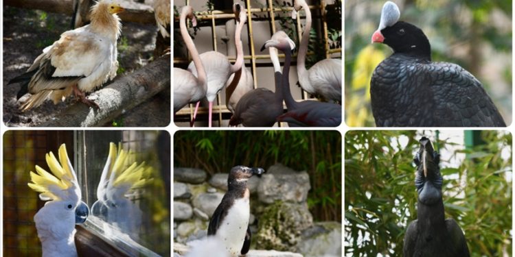 Kocaeli’deki hayvanat bahçesinde kuşların nesli özel programla korunuyor