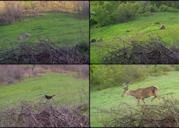 Çorum'da fotokapan ile yaban hayvanları görüntülendi