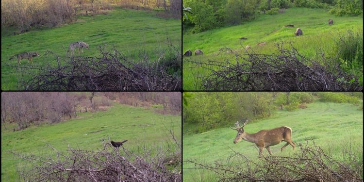 Çorum'da fotokapan ile yaban hayvanları görüntülendi