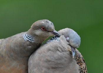 İspanya'da sokakta kumrulara yem atan kadına 1500 avro para cezası kesildi