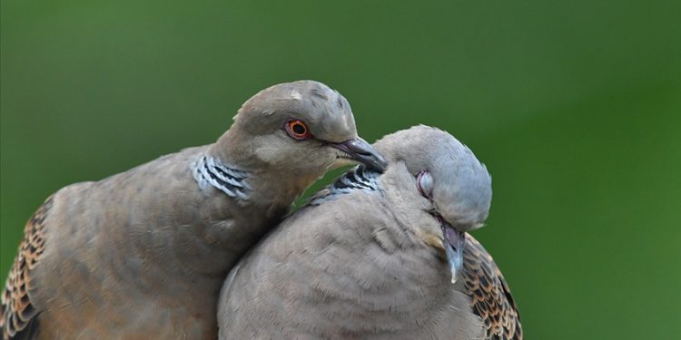İspanya'da sokakta kumrulara yem atan kadına 1500 avro para cezası kesildi