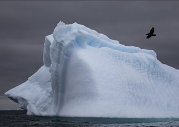 Antarktika ana karasında ilk kez kuş gribine rastlandı