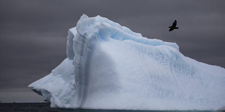 Antarktika ana karasında ilk kez kuş gribine rastlandı