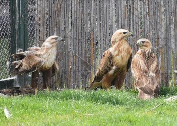 Afyonkarahisar’daki merkezde 7 yılda 2 bin 500 yaban hayvanı tedavi edildi