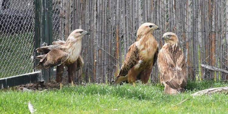 Afyonkarahisar’daki merkezde 7 yılda 2 bin 500 yaban hayvanı tedavi edildi