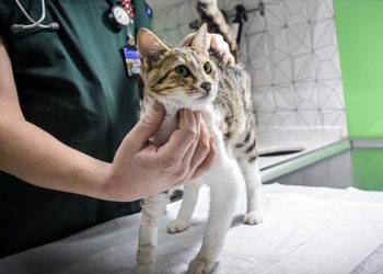 Virüsler daha çok hayvandan insana değil insandan hayvana bulaşıyor