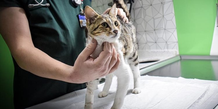 Virüsler daha çok hayvandan insana değil insandan hayvana bulaşıyor