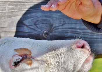 ABD'de enfekte olmuş ineğe temas eden kişiye kuş gribi bulaştı