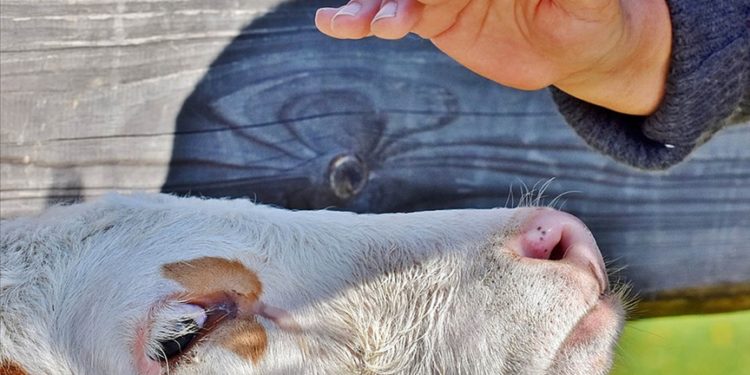 ABD'de enfekte olmuş ineğe temas eden kişiye kuş gribi bulaştı