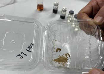 Astronotların uzaydaki radyasyondan korunması için akrep derisinden krem üretildi