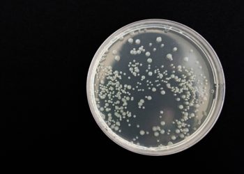 Bazı ölümcül bakteriler "vampir gibi" insan kanından besleniyor