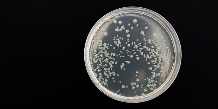 Bazı ölümcül bakteriler "vampir gibi" insan kanından besleniyor