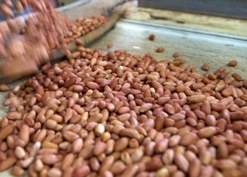 Küçük yaşta yer fıstığı tüketmenin alerji riskini düşürdüğü belirlendi