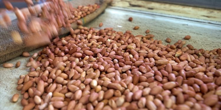 Küçük yaşta yer fıstığı tüketmenin alerji riskini düşürdüğü belirlendi