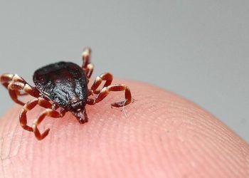 Tokat'ta 5 kişi KKKA hastalığı teşhisiyle tedavi görüyor