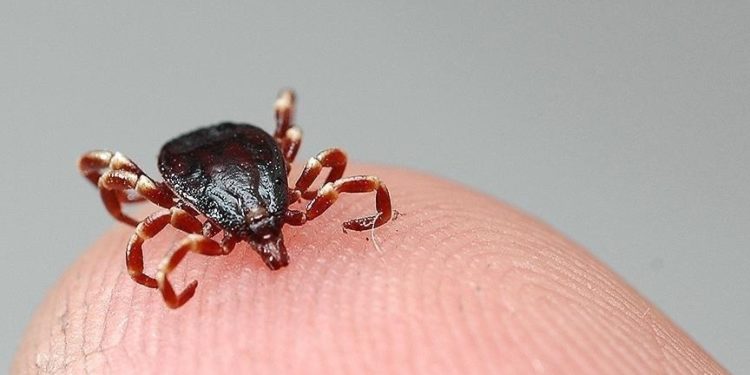 Tokat'ta 5 kişi KKKA hastalığı teşhisiyle tedavi görüyor