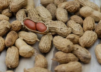 Avustralya’da yer fıstığı alerjisi olan bebekler için ilk kez ağız yoluyla tedavi uygulanacak