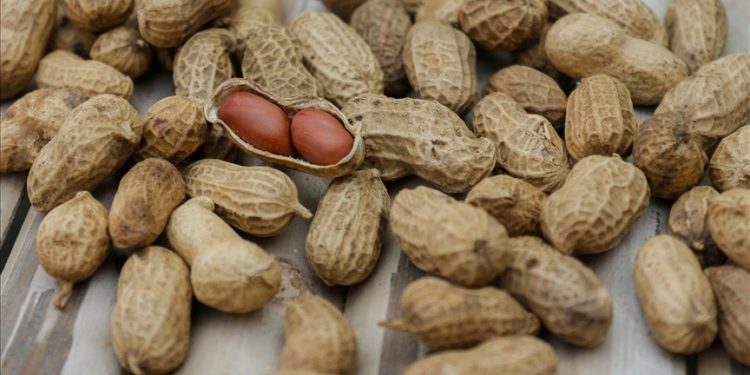 Avustralya’da yer fıstığı alerjisi olan bebekler için ilk kez ağız yoluyla tedavi uygulanacak