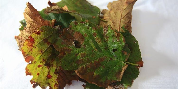 Fındık yaprağının akciğer ve meme kanseri hücrelerini öldürücü etkisi araştırıldı