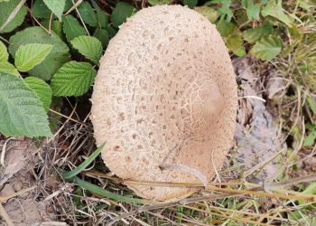 Kastamonu’da vatandaşlara “zehirli mantar” uyarısı