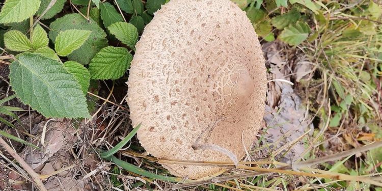 Kastamonu’da vatandaşlara “zehirli mantar” uyarısı