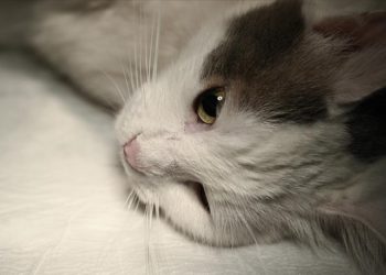 Kök hücre tedavisi körlük riski taşıyan kediye umut oldu