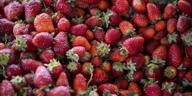 Flavonoid bakımından zengin gıdaların demans riskini azaltabileceği belirtildi